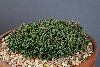 <em>Juniperus horizontalis</em> 'Neumann'
